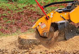 Professional Tree Services in Forest Park, GA