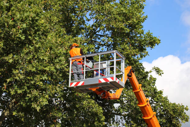 Best Emergency Tree Removal  in Forest Park, GA
