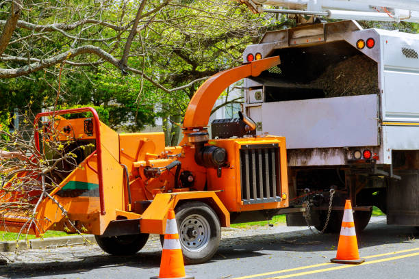 Best Tree Cabling and Bracing  in Forest Park, GA