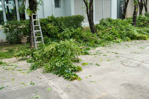 Best Tree Disease Treatment  in Forest Park, GA