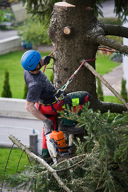 Best Tree and Shrub Care  in Forest Park, GA