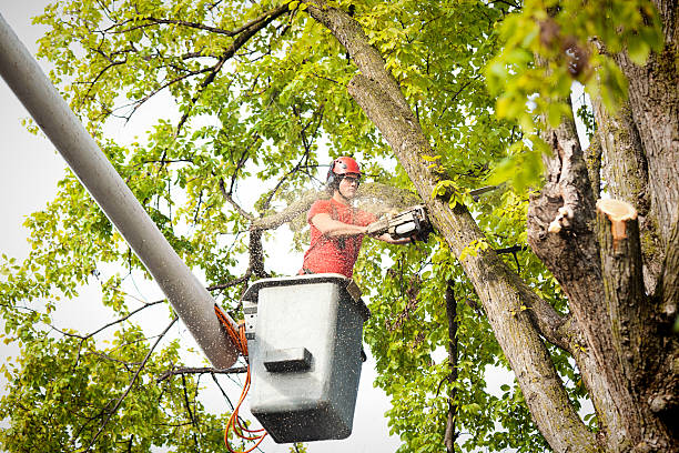 Best Tree Trimming and Pruning  in Forest Park, GA