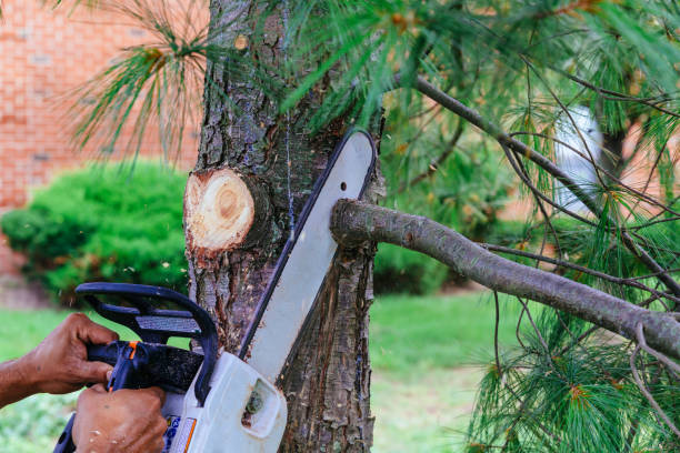 Best Tree Preservation Services  in Forest Park, GA